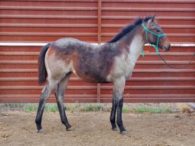 Whiskey Up Fern JW <BR> AQHA 6096632